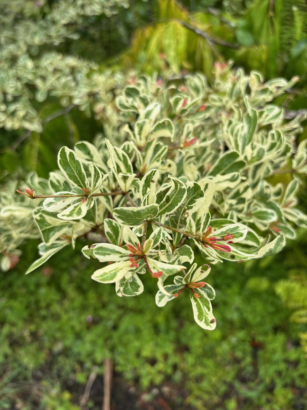 Bucida buceras variegata (Terminelia b. var) — Vintage Green Farms